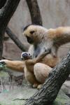 Northern white-cheeked crested gibbon