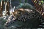 Amur leopard