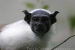 Pied tamarin