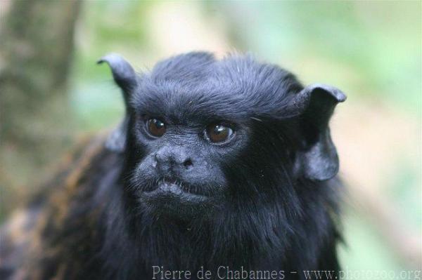 Red-handed tamarin