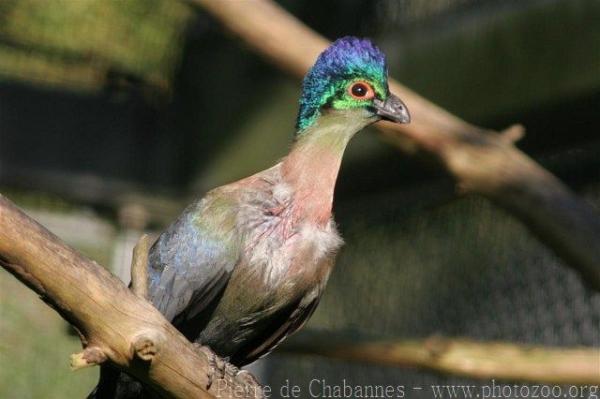 Purple-crested turaco