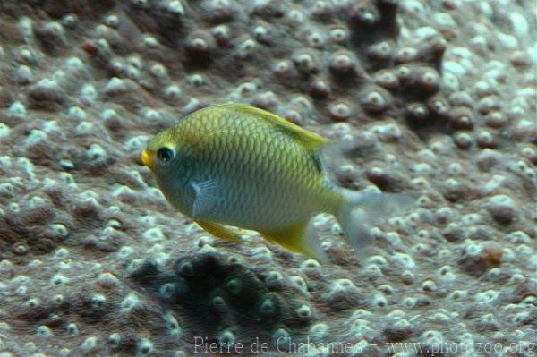 Ternate damselfish