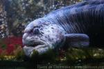 Grand Aquarium de Saint-Malo