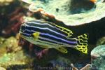 Indian Ocean oriental sweetlips