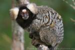 Common marmoset