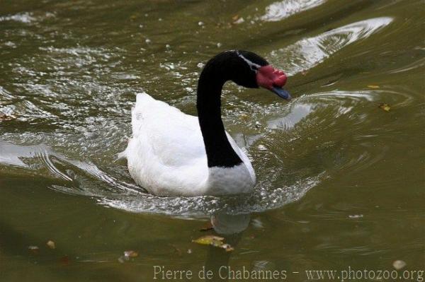 Black-necked swan