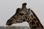 Northern giraffe