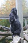 Eastern javan langur