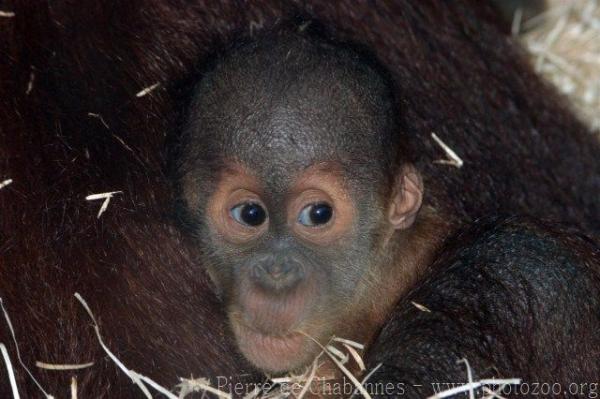 Sumatran orangutan