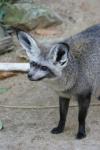 Bat-eared fox