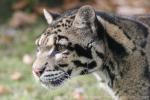 Clouded leopard