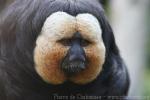 Golden-headed saki