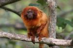 Golden lion tamarin