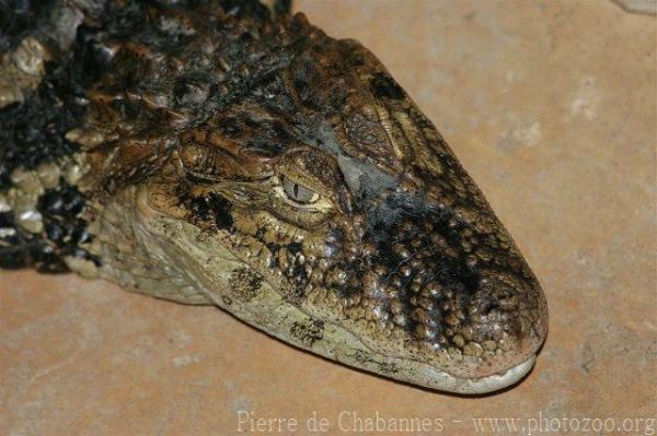 Broad-snouted caiman