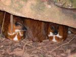 Greater oriental chevrotain