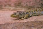 Ocellated lizard