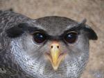 Barred eagle-owl