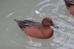 Cinnamon teal