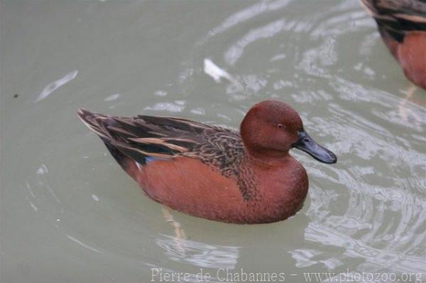 Cinnamon teal