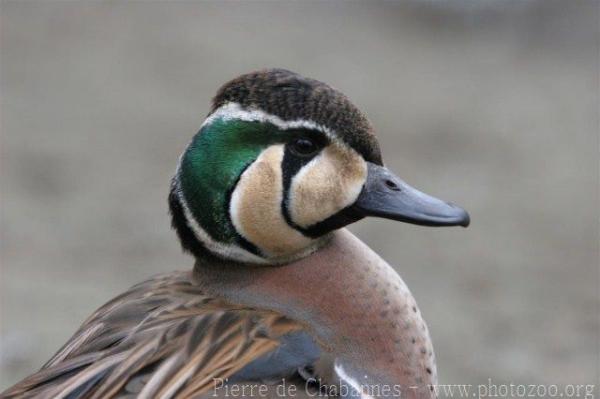 Baikal teal