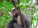 Dusky leaf-monkey