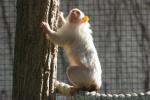 Silvery marmoset