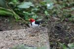 Yellow-billed cardinal