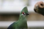 Black-billed turaco *