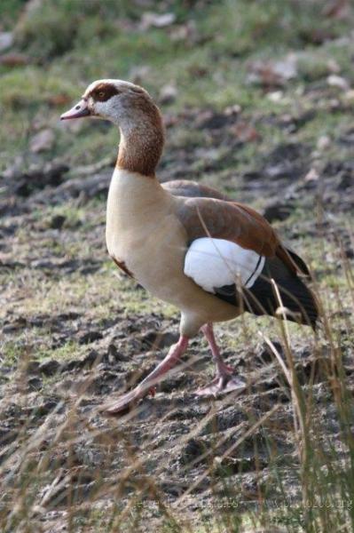 Egyptian goose