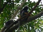 Dusky leaf-monkey