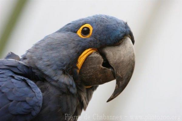 Hyacinth macaw *