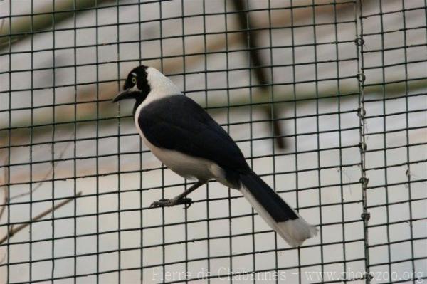 White-tailed jay *