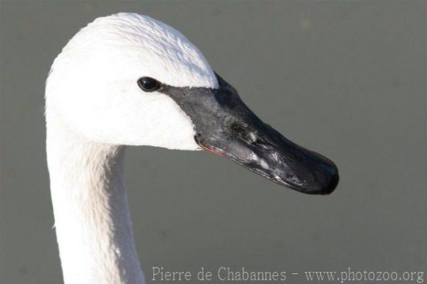 Trumpeter swan