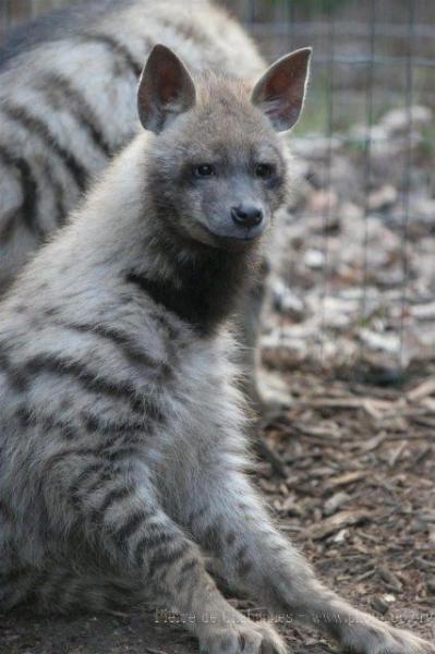 Striped hyena