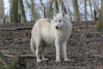 Arctic wolf