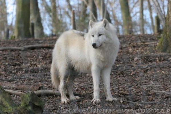 Arctic wolf