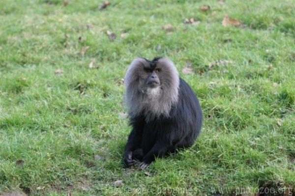 Lion-tailed macaque