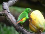 Blue-crowned hanging-parrot