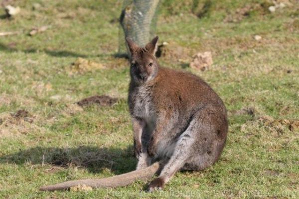 Red-necked wallaby