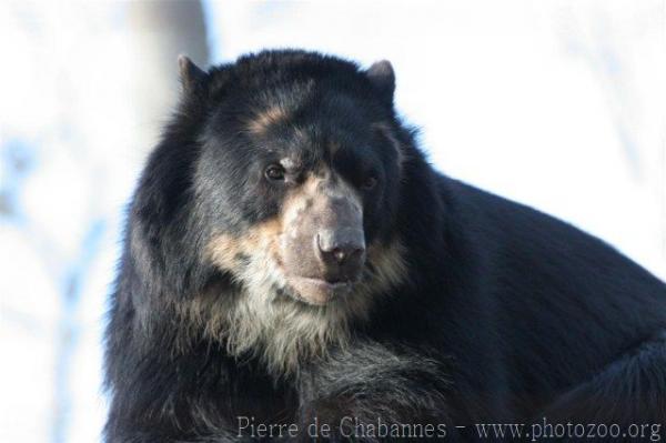 Spectacled bear