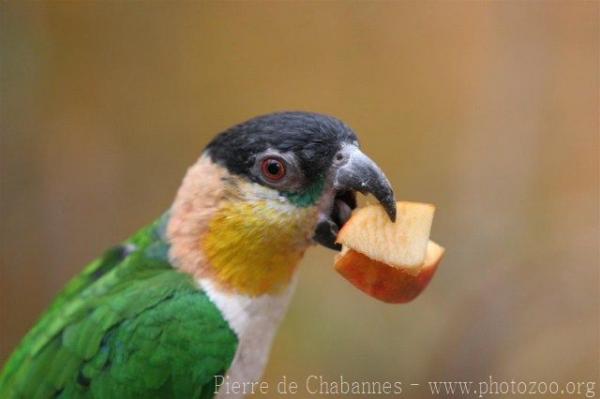 Black-crowned caique *