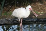 African spoonbill