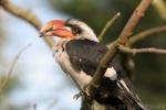 Von der Decken's hornbill