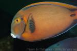 Black-spot surgeonfish