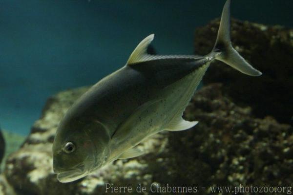 Giant trevally *