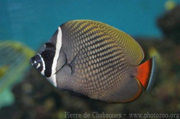 Redtail butterflyfish