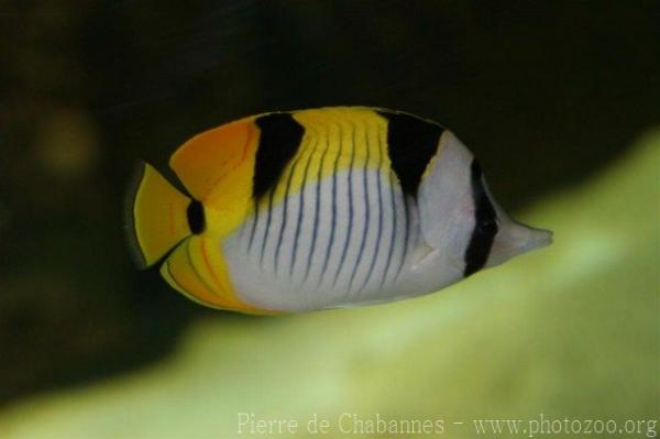 Blackwedged butterflyfish