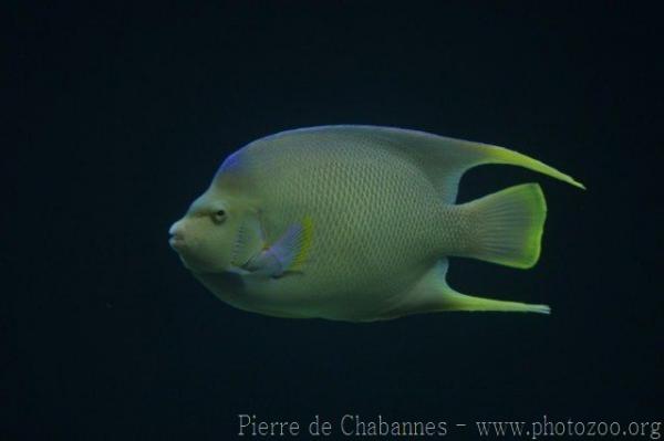 Bermuda blue angelfish