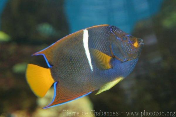 King angelfish *