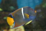 King angelfish *